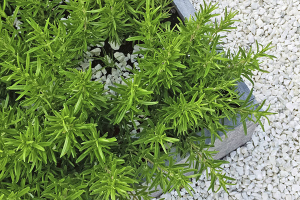 Rosemary plant in a square pot, on white stone background.