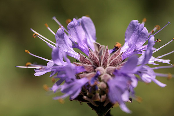Purple clusters of flowers on the Cleveland sage plant.