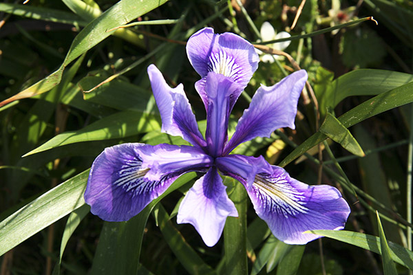 Douglas Iris flower blossom.