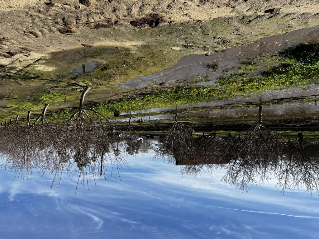 Flood irrigating an almond orchard for groundwater recharge.