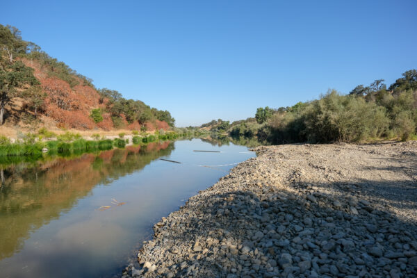 Looking downstream of the Tuolumne River from newly placed gravel bed.